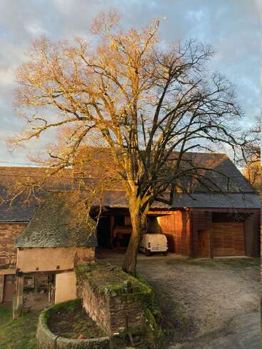 Ein großer, blattloser Baum steht im goldenen Abendsonnenlicht neben rustikalen Steinhäusern. Ein weißer Lieferwagen ist unter einem hölzernen Carport geparkt. Die Szene wirkt friedlich.