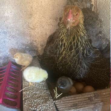 Eine schützende Henne sitzt in einem gemütlichen Nest mit mehreren Eiern unter ihr, während drei flauschige Küken in der Nähe neben einem kleinen Futterhäuschen auf Entdeckungstour gehen.
