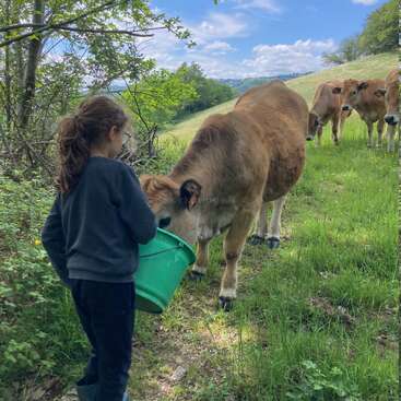 A young girl with long hair and glasses feeds a brown cow from a green bucket, while more cows stand on a grassy, sunlit hillside under blue sky.