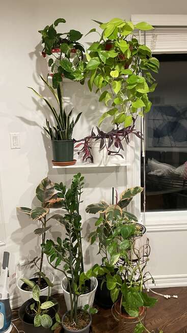 Das Bild zeigt eine Zimmerecke mit einem Fenster, einem weißen Regal und mehreren Topfpflanzen auf dem Boden und im Regal, vor einer weißen Wand.