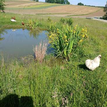 A peaceful rural landscape featuring a small pond, blooming yellow irises, several chickens grazing, and rolling fields under a clear blue sky in summer.