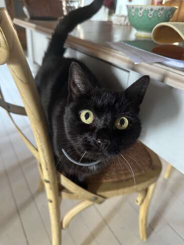 Um gato preto curioso, com olhos amarelos brilhantes, está em cima de uma cadeira de madeira, olhando atentamente para a câmera. Ao fundo, há uma mesa com vários objetos.