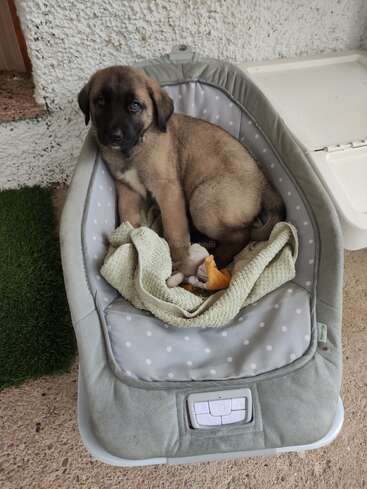 Um cachorrinho fofo, marrom e preto, está sentado confortavelmente numa cadeirinha de balanço cinza com bolinhas, com uma toalha verde e alguns brinquedinhos ao lado.