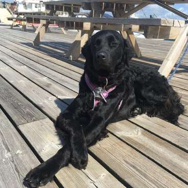 Un perro negro de pelaje brillante descansa en una terraza de madera con las patas delanteras cruzadas, llevando un arnés y una placa identificativa, bajo un clima soleado cerca de unas mesas de picnic.