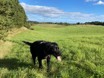 A black dog with its tongue out stands on lush green grass under a bright blue sky with clouds, surrounded by rolling hills and scattered trees.