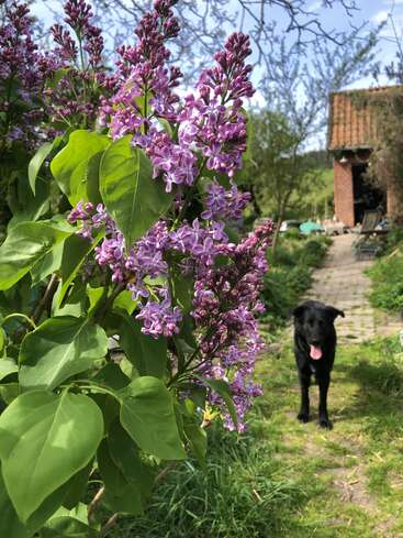 Purple lilac flowers bloom vibrantly in the foreground. In the background, a black dog stands on a grassy path near an old building under a sunny sky.