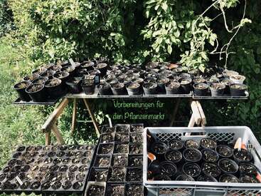 Numerous small pots and trays filled with soil and seedlings arranged on tables outdoors. Green foliage in the background. German text reads: "Vorbereitungen für den Pflanzenmarkt."