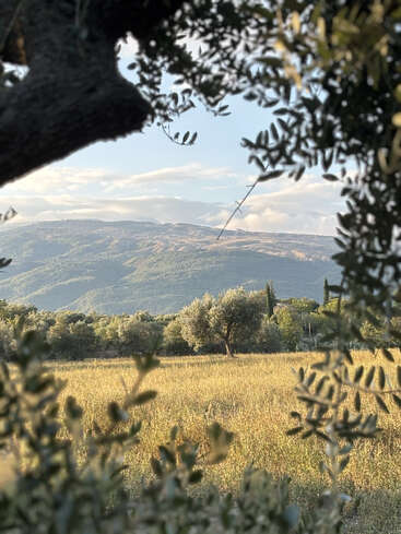 Ein goldenes Grasfeld, umrahmt von Olivenzweigen, führt zu einer baumreichen Landschaft mit sanften Hügeln und einem weichen, bewölkten Himmel in der friedlichen Ferne.