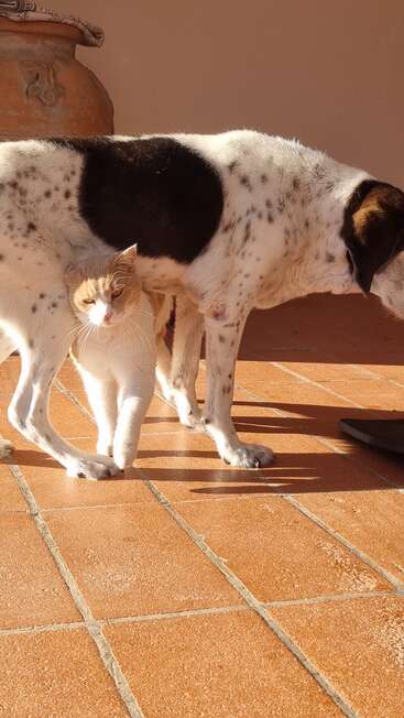 Eine rot-weiße Katze reibt sich liebevoll an einem schwarz-weiß gefleckten Hund. Beide stehen auf sonnenbeschienenen Terrakottafliesen und drücken so einen Moment der Freundschaft aus.