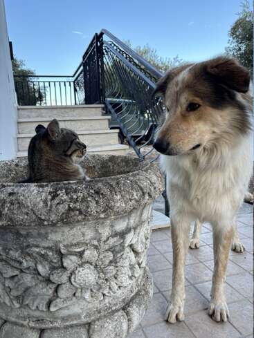 Eine Katze sitzt in einem dekorativen Pflanzgefäß aus Stein und blickt auf einen neugierigen Hund, der in der Nähe auf einer gefliesten Terrasse steht.