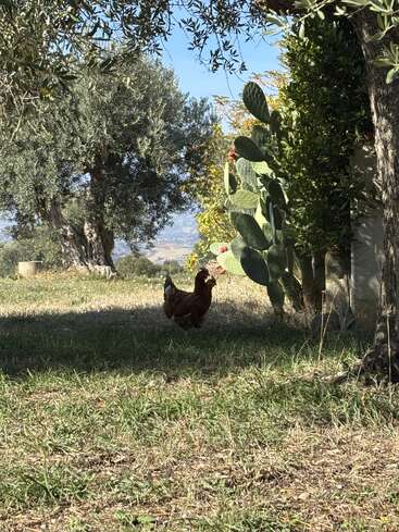 Ein braunes Huhn steht im Schatten auf einer Wiese, in der Nähe eines Kaktus und von Bäumen, mit Bergen im fernen, sonnigen Hintergrund. Eine friedliche Szene.