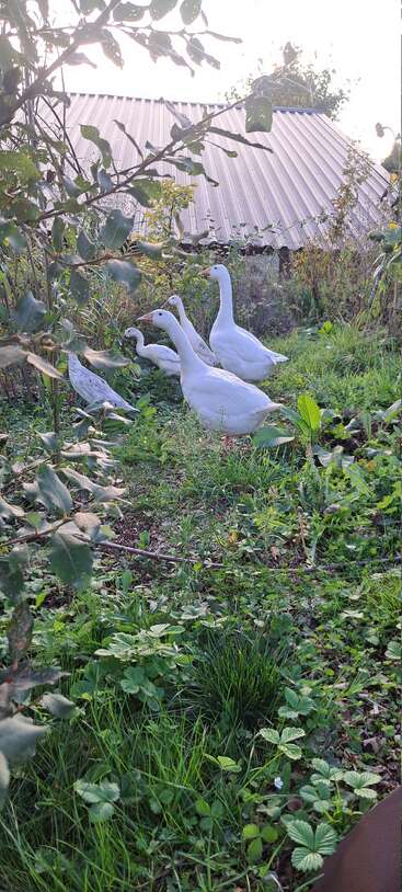 Un grupo de gansos blancos se posa sobre la hierba verde de un frondoso jardín, rodeado de plantas y arbustos, con un edificio de tejado metálico al fondo.