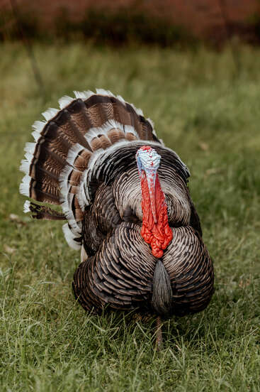 Un pavo salvaje se alza sobre la hierba verde, mostrando las plumas de su cola en abanico. Su vibrante barba roja y su cabeza azul son bien visibles, mostrando colores llamativos.