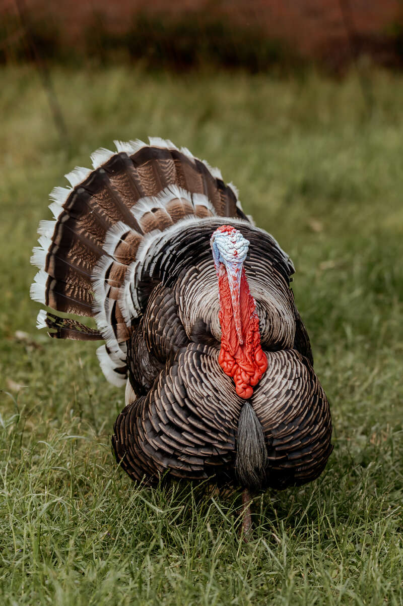 Un pavo salvaje se alza sobre la hierba verde, mostrando las plumas de su cola en abanico. Su vibrante barba roja y su cabeza azul son bien visibles, mostrando colores llamativos.