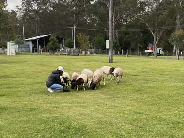 Une personne est agenouillée sur de l'herbe verte et nourrit un groupe de moutons. Des arbres, des clôtures, un hangar et des véhicules garés apparaissent à l'arrière-plan, créant une scène rurale paisible.