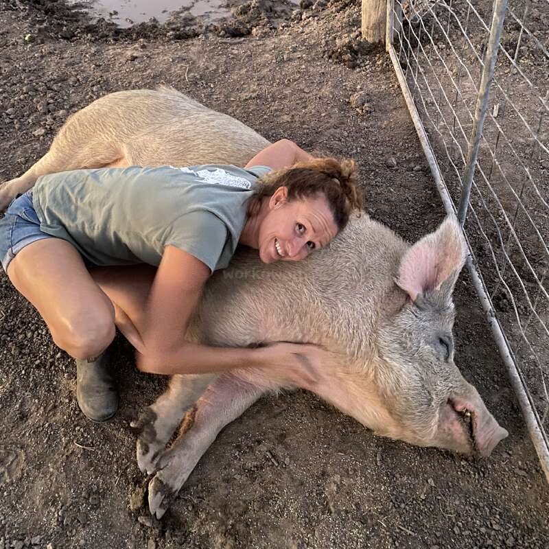 Une femme souriante étreint un gros cochon détendu, couché sur la terre près d'un enclos et d'une flaque d'eau boueuse, montrant un moment d'affection et de contentement.