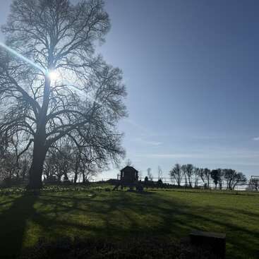 Un grand arbre dénudé se dresse dans un champ ensoleillé, projetant de longues ombres. Une petite structure de jeux en bois se trouve à proximité, sous un ciel bleu limpide. Une campagne paisible.