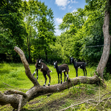 Trois chèvres noires et blanches se balancent joyeusement sur un gros tronc d'arbre tombé. Elles sont entourées d'une herbe verte et luxuriante et d'arbres feuillus et touffus, sous un ciel bleu.