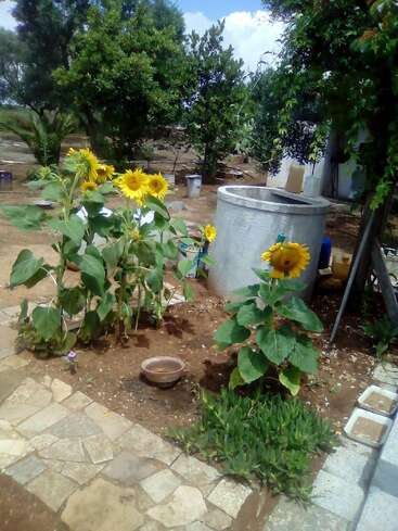 Bright yellow sunflowers bloom beside a cement water well in a rustic garden, surrounded by lush trees, stone tiles, and a clear blue sky.