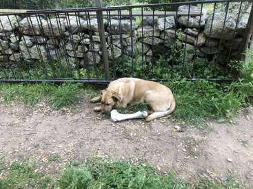 Ein großer hellbrauner Hund liegt in der Nähe eines kaputten Zauns auf dem Boden, umgeben von Gras, und vor ihm liegt ein großer weißer Knochen.