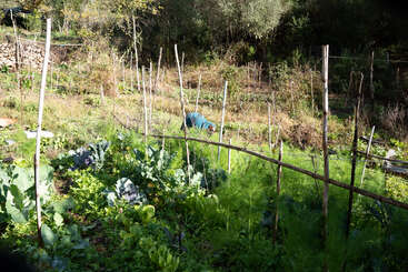 A person is tending to a lush vegetable garden surrounded by wooden stakes. The garden is green and vibrant, set in a sunlit, rural area.