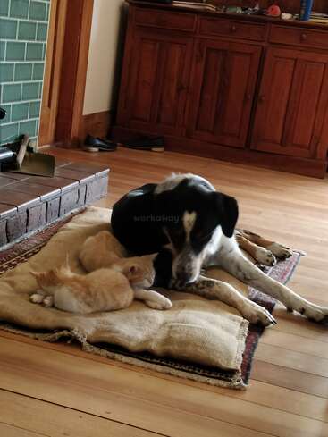 Un chien noir et blanc est confortablement allongé sur un coussin à côté de deux chatons roux, qui se détendent ensemble dans un salon confortable et chaleureusement éclairé.