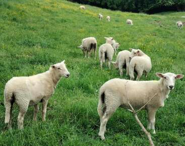 Un troupeau de moutons broute paisiblement sur une colline verdoyante parsemée de fleurs sauvages jaunes. Certains moutons mangent, d'autres regardent curieusement l'appareil photo.