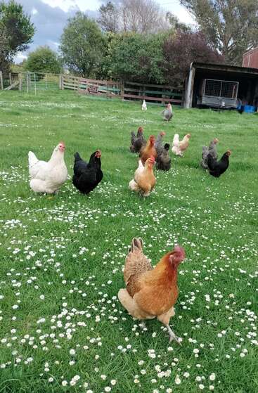 Un groupe de poules colorées se promène librement dans un champ herbeux parsemé de marguerites blanches, entouré d'arbres, de clôtures et d'un hangar sous un ciel nuageux.