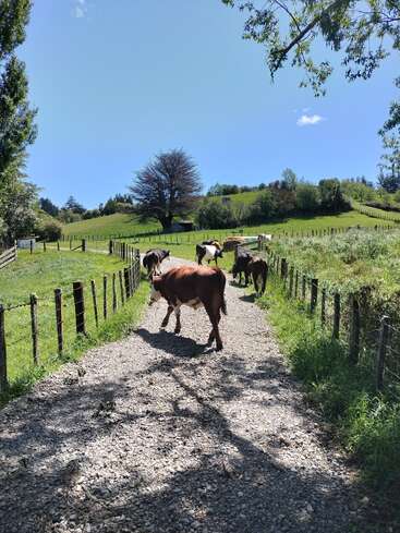 Un groupe de vaches marche sur un chemin de gravier entre des clôtures, entouré de champs verts, d'arbres et de collines sous un ciel bleu lumineux. Une campagne paisible.