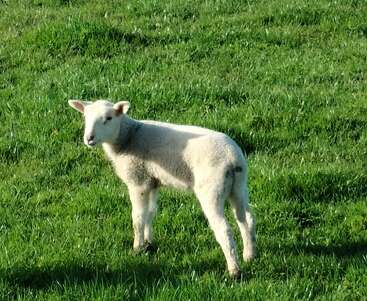 Un jeune agneau se tient sur l'herbe verte et luxuriante, sous la lumière du soleil, en regardant vers l'appareil photo. La scène est paisible et lumineuse, évoquant une journée de printemps.