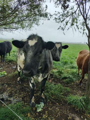 Gros plan sur des vaches noires et blanches debout sous des arbres dans un champ vert par une journée nuageuse. Quelques feuilles de chou sont éparpillées sur le sol.