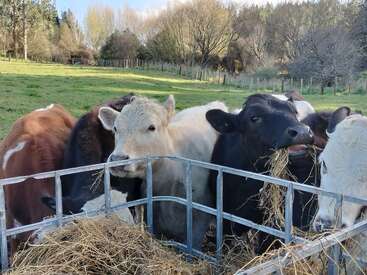 Un groupe de vaches se tient derrière une clôture métallique, mangeant du foin dans une auge. La scène se déroule dans un champ vert avec des arbres et du soleil.