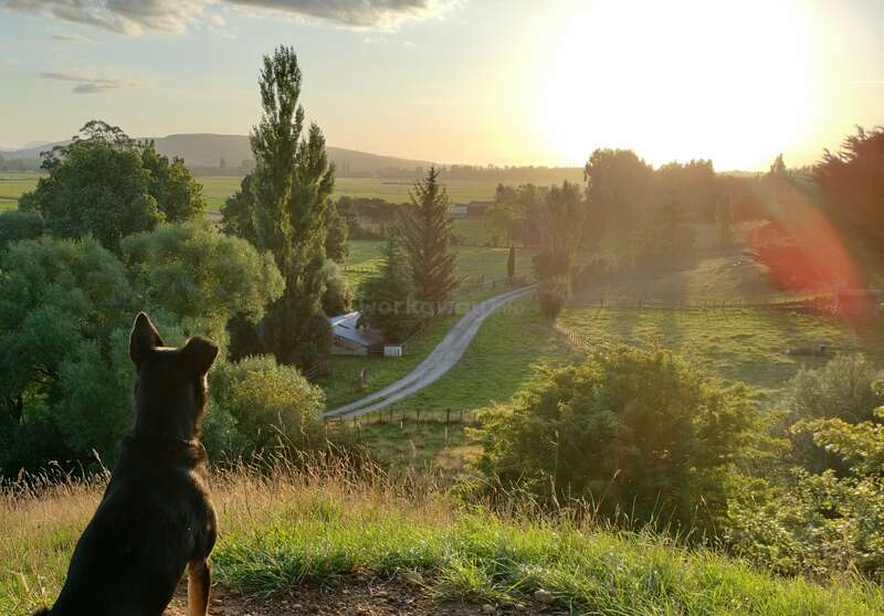 L'image représente un paysage rural serein avec un chien debout sur une colline, contemplant une maison et une allée entourées d'arbres et de champs, baignées par la lumière chaude du soleil.