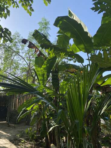 Das Sonnenlicht fällt durch üppig grüne Bananenbäume und breite tropische Blätter. Ein Bündel Bananen hängt zwischen dichtem Laub und schafft eine lebendige, heitere Gartenszene.