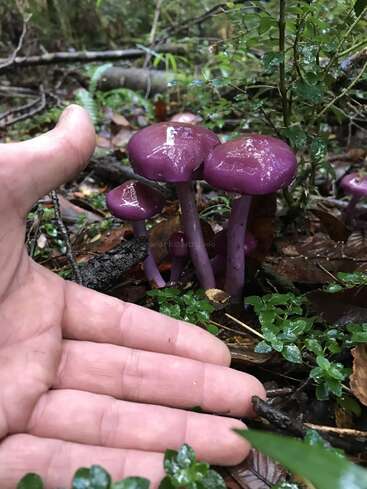 Eine Hand liegt neben mehreren leuchtend violetten, glänzenden Pilzen, die auf dem Waldboden wachsen, umgeben von grünen Pflanzen, Blättern und feuchtem, natürlichem Waldbodenabfall.
