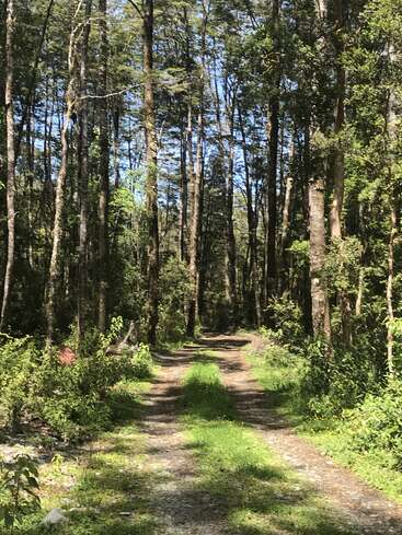 Ein sonnenbeschienener Waldweg schlängelt sich durch hohe Bäume und wirft fleckige Schatten auf den Boden. Dichtes grünes Laub säumt den Weg und weckt ein Gefühl von Ruhe und Abenteuer.