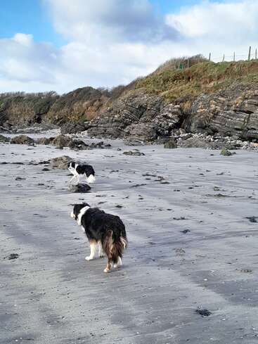 Two black and white dogs walk on a sandy, rocky beach. Cliffs covered with grass rise behind them, under a blue sky with scattered clouds. Peaceful scene.