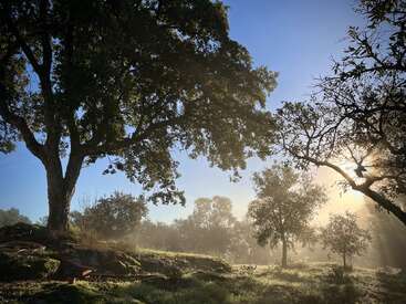 La luz del sol se filtra entre los altos árboles, proyectando sombras e iluminando un paisaje verde y cubierto de rocío. La bruma matinal crea una atmósfera de paz y serenidad en esta tranquila escena natural.