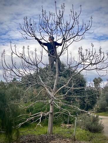 Una persona se alza en lo alto de un árbol desnudo y de ramas únicas contra un cielo nublado, observando los alrededores, con vegetación y un sendero visibles debajo.