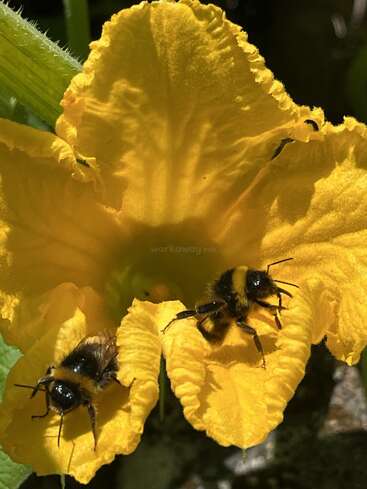 Dos abejas se posan sobre los pétalos amarillos de una flor, probablemente para polinizarla. La luz del sol resalta las texturas y los detalles de la escena.