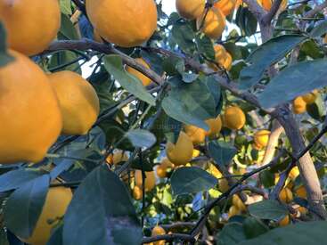 Esta imagen muestra un árbol lleno de limones amarillos maduros entre hojas verdes. La luz del sol se filtra, resaltando la abundancia de fruta y el follaje sano.