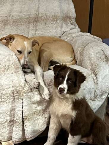 A tan dog lounges comfortably on a plush chair, while a brown and white puppy sits attentively on the floor, both looking at the camera.