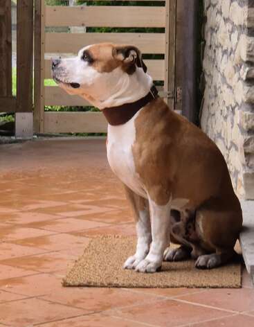 A brown and white dog with a dark collar sits attentively on a doormat, indoors near a stone wall and wooden fence, looking off thoughtfully.