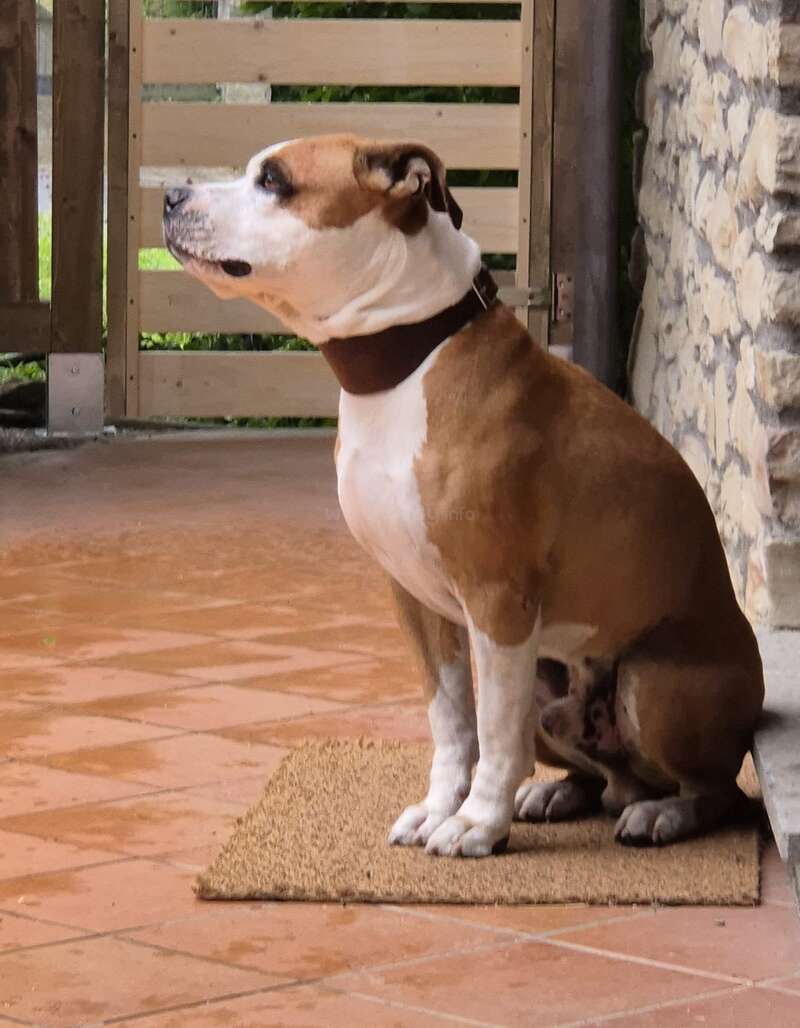 A brown and white dog with a dark collar sits attentively on a doormat, indoors near a stone wall and wooden fence, looking off thoughtfully.