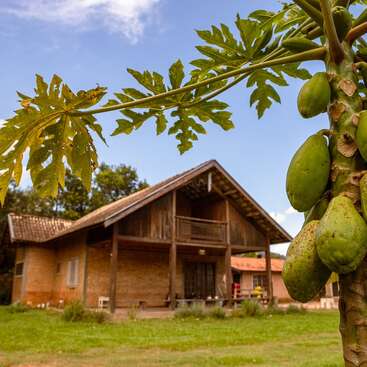A rustic house with a tiled roof sits in a lush, green yard. In the foreground, a papaya tree displays clusters of unripe fruits.