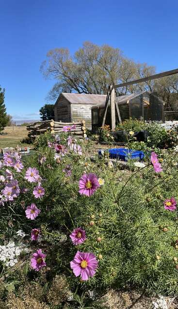 Des fleurs cosmos roses et violettes s'épanouissent joyeusement au premier plan. Derrière elles, des cabanes rustiques en bois et des arbres se détachent sur un ciel bleu éclatant et sans nuages.