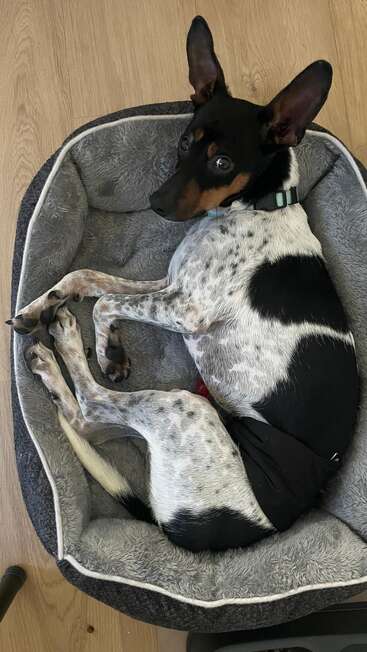Ein schwarzer, weißer und brauner Hund mit großen Ohren liegt zusammengerollt in einem gemütlichen grauen Bett und schaut mit großen, ausdrucksstarken Augen auf den Holzboden.