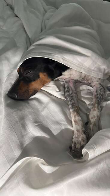 Ein kleiner Hund schläft friedlich unter einem weißen Laken, sein Kopf und seine Beine sind teilweise sichtbar und verkörpern Komfort, Gemütlichkeit und pure Entspannung im Bett.