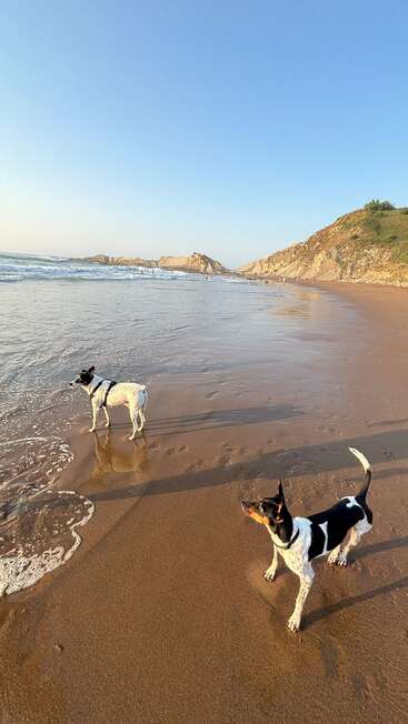Zwei Hunde spielen bei Sonnenuntergang an einem Sandstrand. Die Wellen berühren sanft das Ufer, und im Hintergrund erheben sich felsige Klippen unter einem klaren, blauen Himmel.