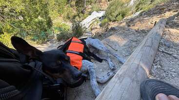 Ein schwarz-weißer Hund mit einer orangefarbenen Weste ruht auf einem felsigen Pfad neben einem Holzstamm, umgeben von Bäumen und Sonnenlicht in einer friedlichen Waldumgebung.